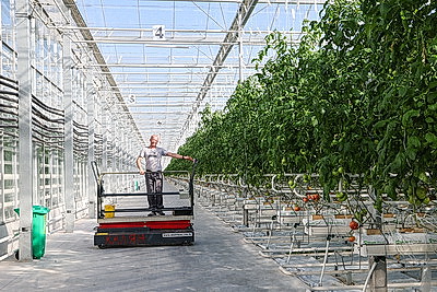 Фермеры Столинского района наращивают объемы производства овощей