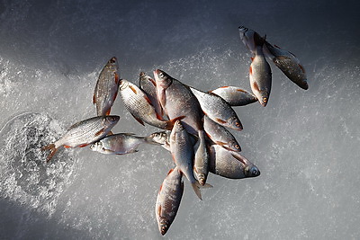 МЧС и ОСВОД проводят рейды на водоемах и предупреждают об опасности тонкого льда