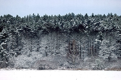 Снежный зимний день