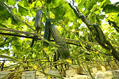 Круглый год в магазинах! Как выращивают овощи в тепличном хозяйстве \"ДОРОРС\"