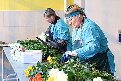 Круглый год в магазинах! Как выращивают овощи в тепличном хозяйстве \"ДОРОРС\"