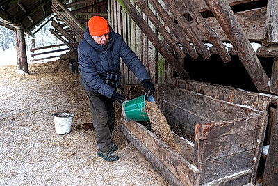 Зубры далеко не отходят, в лесу стоят и ждут. Как подкармливают животных зимой?