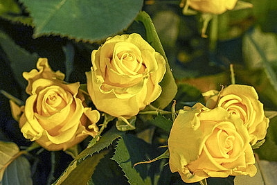 Первые тысячи роз и тюльпанов срезали в теплицах \"Витебского Зеленстроя\"