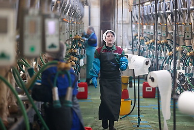 Более 130 тонн молока за жизнь и 55 литров в сутки! Необычная корова-долгожитель с нежной кличкой живет в Беларуси