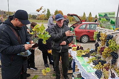Овощи прямо с грядки. В Могилеве прошла большая сельхозярмарка