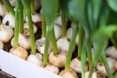 Около 500 тыс. тюльпанов ежегодно выращивает молодой фермер из Дрогичина