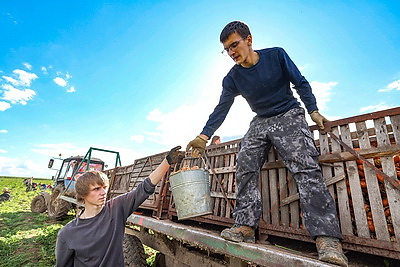 Такая крупная, урожай хороший. Учащиеся колледжа помогают на уборке моркови в Витебском районе