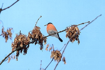 Солнечный январский день в Минске