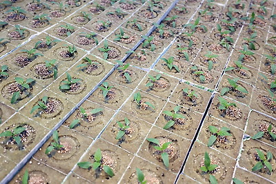 На Гродненской овощной фабрике ухаживают за рассадой, готовят ее к высадке