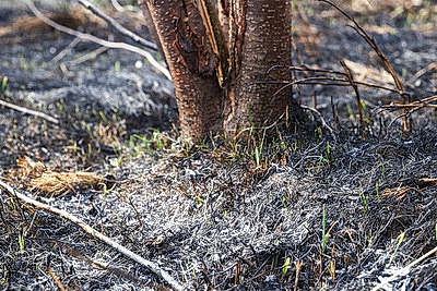 В Брестской области в марте произошло более 120 загораний травы и кустарников
