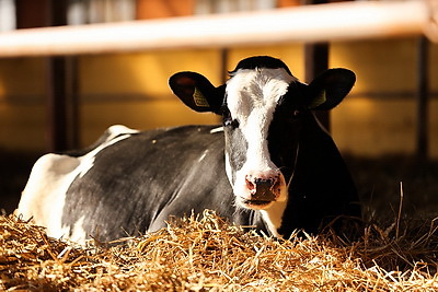 Более 130 тонн молока за жизнь и 55 литров в сутки! Необычная корова-долгожитель с нежной кличкой живет в Беларуси