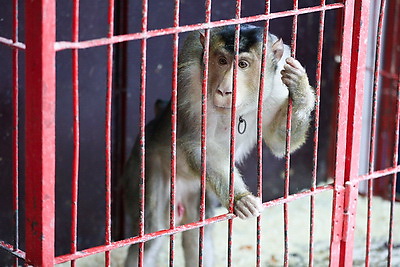 Закулисье Белгосцирка