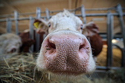 Лукашенко ознакомился с развитием мясного скотоводства и молочной отрасли