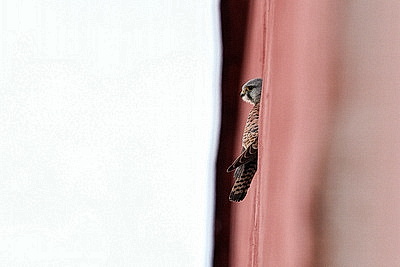 ФОТОХРОНИКА начинает новый информационный день