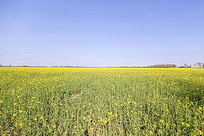 Рапс зацвел на юге Брестской области
