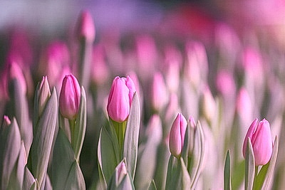 В Гродно готовятся к самому красивому весеннему празднику и начали срезку тюльпанов