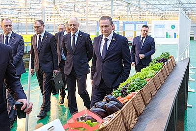 Круглый год в магазинах! Как выращивают овощи в тепличном хозяйстве \"ДОРОРС\"