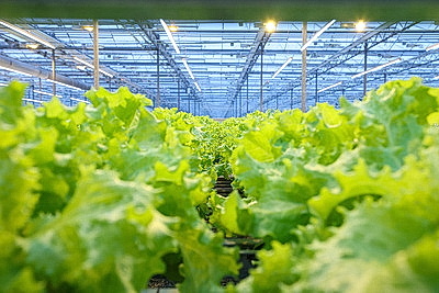 Круглый год в магазинах! Как выращивают овощи в тепличном хозяйстве \"ДОРОРС\"