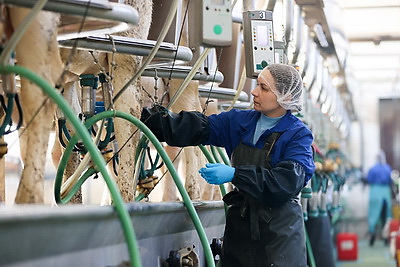 Более 130 тонн молока за жизнь и 55 литров в сутки! Необычная корова-долгожитель с нежной кличкой живет в Беларуси