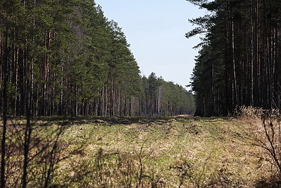 Что делают в Минской области для снижения количества ДТП с дикими животными