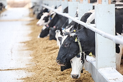 Лукашенко совершил рабочую поездку в Петриковский район