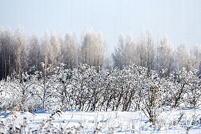 Зима в белорусской глубинке