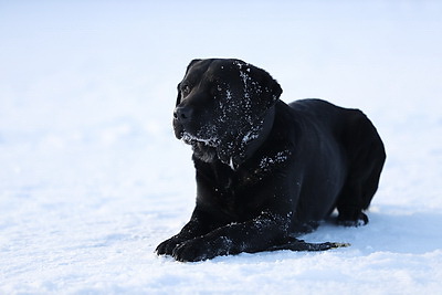 Глухая чаща и бетонные завалы: секреты службы белорусского лабрадора Дарка - претендента на \"Лохматый Оскар\"