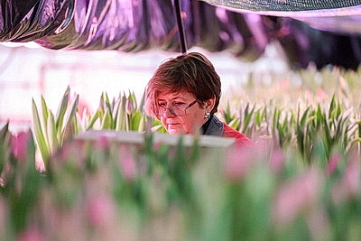 В Гродно готовятся к самому красивому весеннему празднику и начали срезку тюльпанов