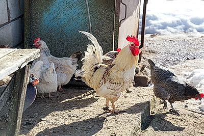 Полюбил мороз и жареную картошку. Как живет и работает в Беларуси зоотехник из Мали