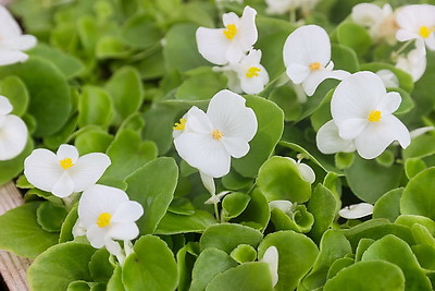 В Бресте собираются высадить миллион цветочных растений