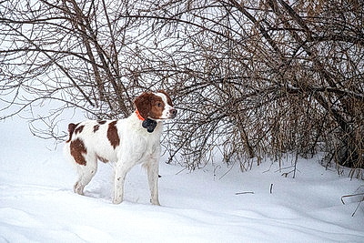 Морозный зимний день: снегопад не повод сидеть дома для активных жителей