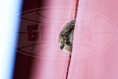 ФОТОХРОНИКА начинает новый информационный день