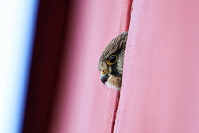 ФОТОХРОНИКА начинает новый информационный день