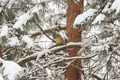 Зимний день в Березинском биосферном заповеднике
