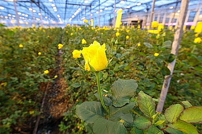 Круглый год в магазинах! Как выращивают овощи в тепличном хозяйстве \"ДОРОРС\"