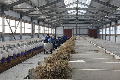 В тепле и с дополнительными порциями молока: как в Могилевской области содержат телят в морозы