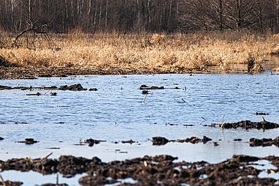 Ждать ли большой воды этой весной: МЧС о паводковой ситуации