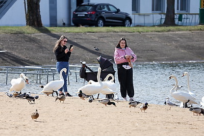 Весна. Белоснежные лебеди на водохранилище Дрозды