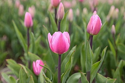 Яркие краски брестских улиц