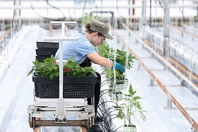 На Гродненской овощной фабрике ухаживают за рассадой, готовят ее к высадке