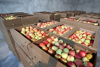 Как в Гродненской области хранят и реализуют плодоовощную продукцию