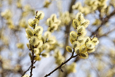 ФОТОХРОНИКА начинает новый информационный день