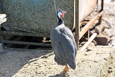 Полюбил мороз и жареную картошку. Как живет и работает в Беларуси зоотехник из Мали