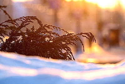 Солнечный январский день в Минске