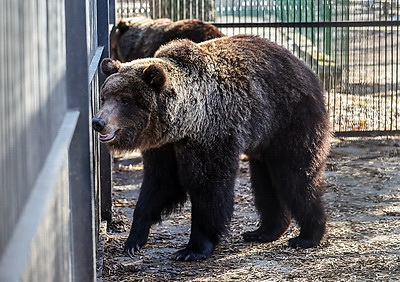 \"Чувствуют себя хорошо\". Медведицы из Витебского зоопарка вышли из зимней спячки
