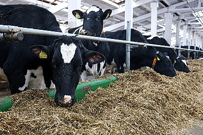 В Минской области в 2026 году планируют построить 111 профилакториев на 20 тыс. телят