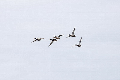 ФОТОХРОНИКА начинает новый информационный день