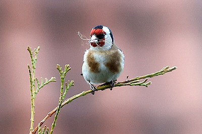 ФОТОХРОНИКА начинает новый информационный день