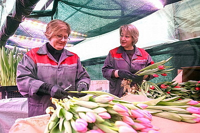 В Гродно готовятся к самому красивому весеннему празднику и начали срезку тюльпанов