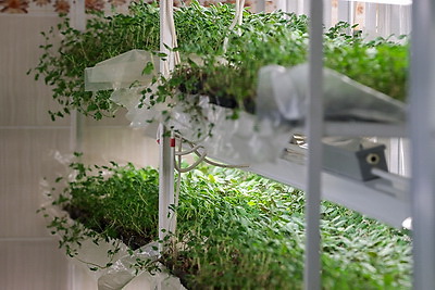 Посадка раннего картофеля идет в крупном хозяйстве Ивановского района